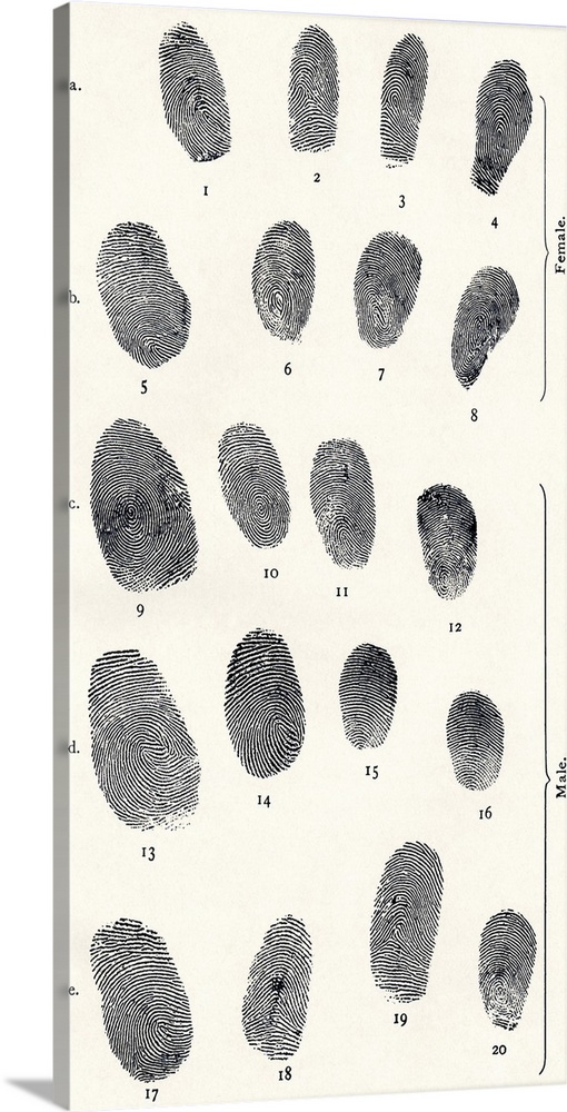 Sets of fingerprints, artwork from Dr Henry Faulds's Guide to Finger-print Identification, 1905. Faulds, a Scottish scient...