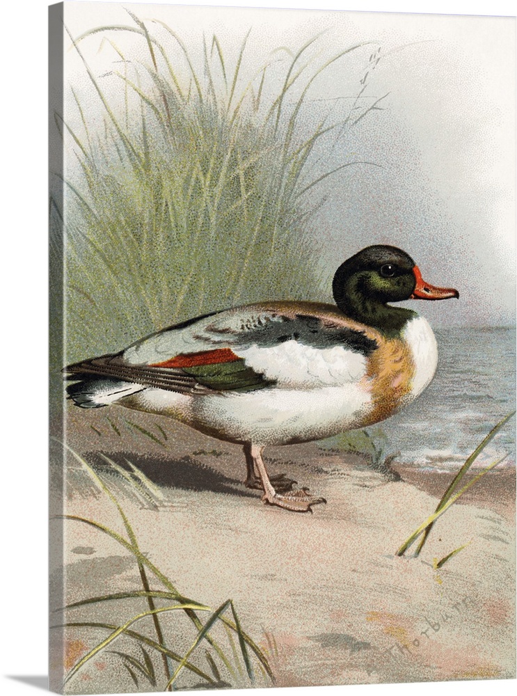 Shelduck. Historical artwork of a shelduck (Tadorna tadorna). This duck inhabits coastal areas throughout much of Europe, ...