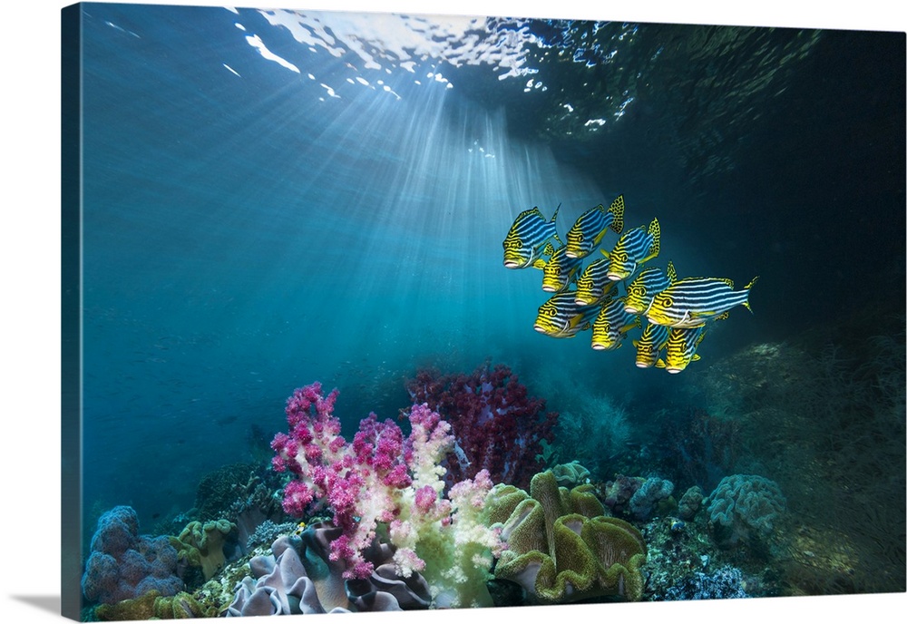 Composite image of coral reef scenery with oriental sweetlips (Plectorhinchus vittatus) swimming past soft corals. Photogr...