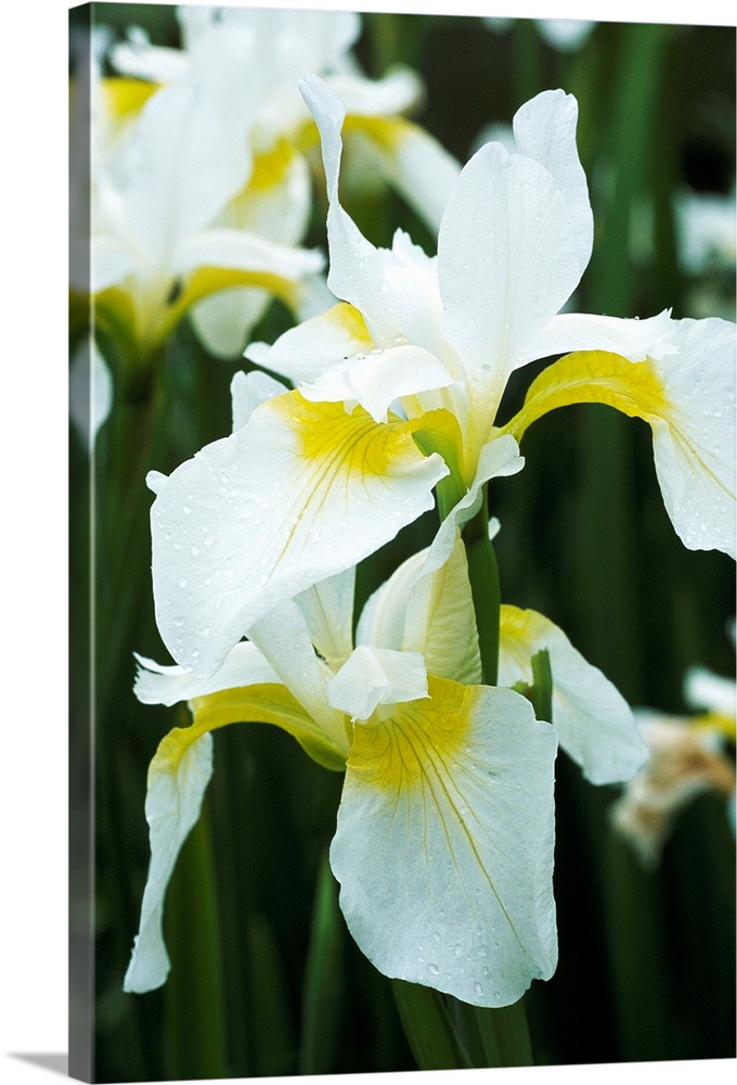 Siberian iris flowers (Iris sibirica 'Dreaming Yellow').