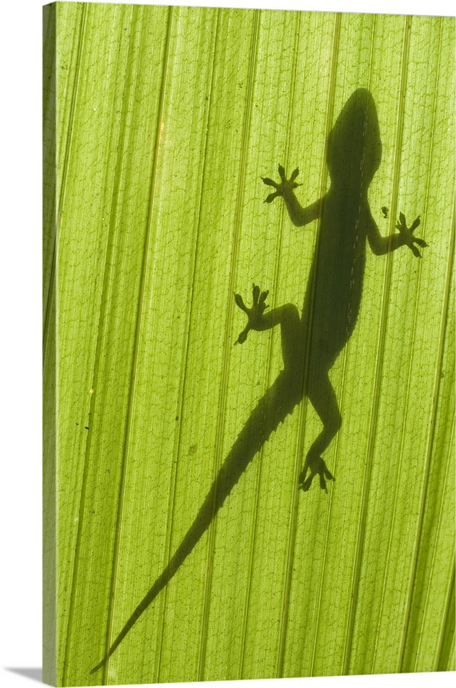 Gecko silhouette on palm frond, taken from below the leaf. Geckos can be found all over the Maldives and their distinctive...