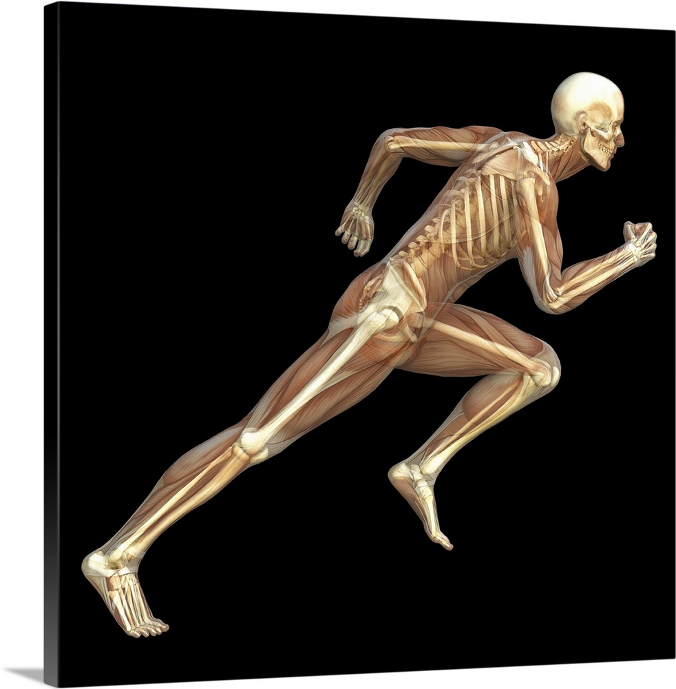 Skeleton sprinting. Computer artwork of the bones and musculature of a man running. The bones of the skeleton provide a st...