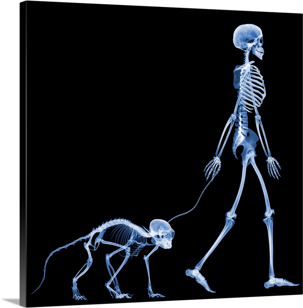 Walking a pet marmoset, conceptual X-ray. The marmoset X-ray is not to scale: marmosets reach a maximum length of around 2...