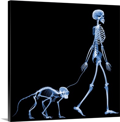 Skeleton walking a marmoset, X-ray