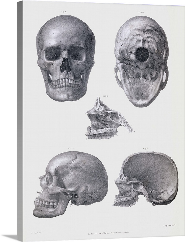 Skull anatomy. Historical anatomical artwork of various views of the human skull. The frontal view (upper left) shows the ...
