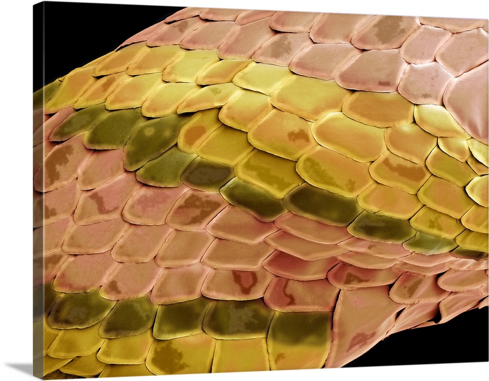 Snake skin, coloured scanning electron micrograph (SEM). The scales of a snake protect it as it moves along the ground or ...
