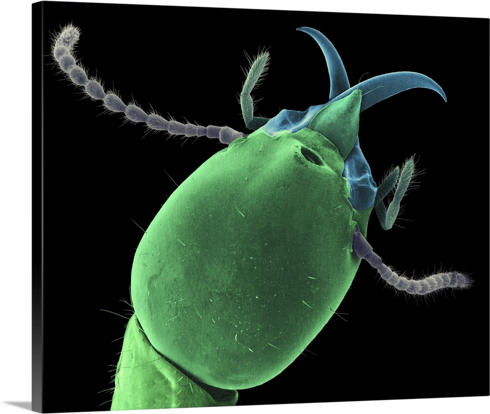 Coloured scanning electron micrograph (SEM) of Formosan (subterranean) soldier termite head (Coptotermes formosanus). The ...