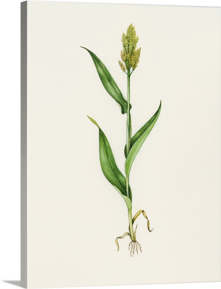 Sorghum (Sorghum bicolor). Watercolour artwork illustrating sorghum. This crop is both heat and drought tolerant. It is gr...