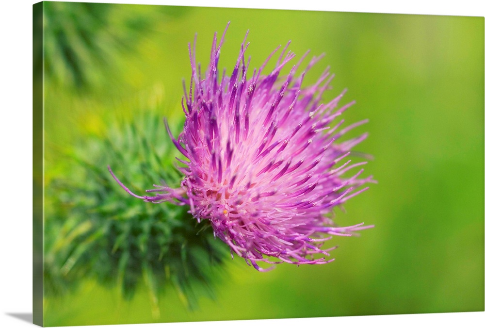Spear thistle, or bull thistle, (Cirsium vulgare) flower. Photographed in July in the UK.