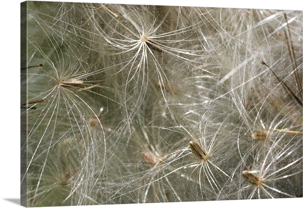Spear thistle seeds (Cirsium vulgare). Photographed in East Sussex, UK, in August.