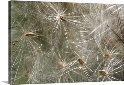 Spear thistle seeds (Cirsium vulgare)