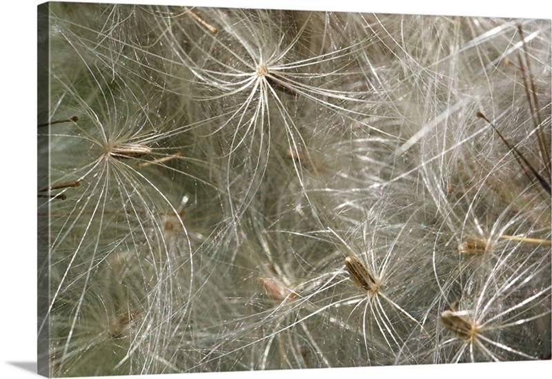 Spear thistle seeds (Cirsium vulgare) | Great Big Canvas