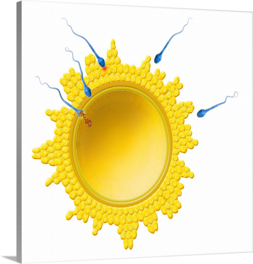 Sperm cell fertilising an ovum, artwork. Each sperm (spermatozoan, blue) has a rounded head and a tail which it uses to bo...