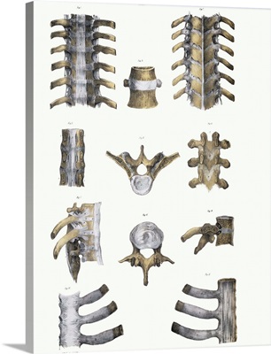 Spinal bones and ligaments
