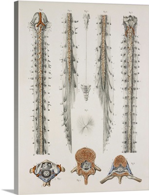 Spinal cord anatomy, 1844 artwork