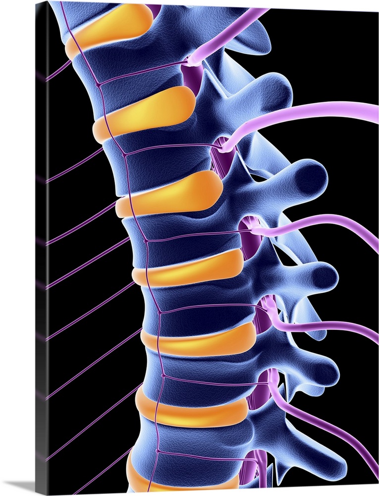 Lower part of the human vertebral column (blue) showing the spinal nerves (mauve) and intervertebral discs (yellow).Throug...