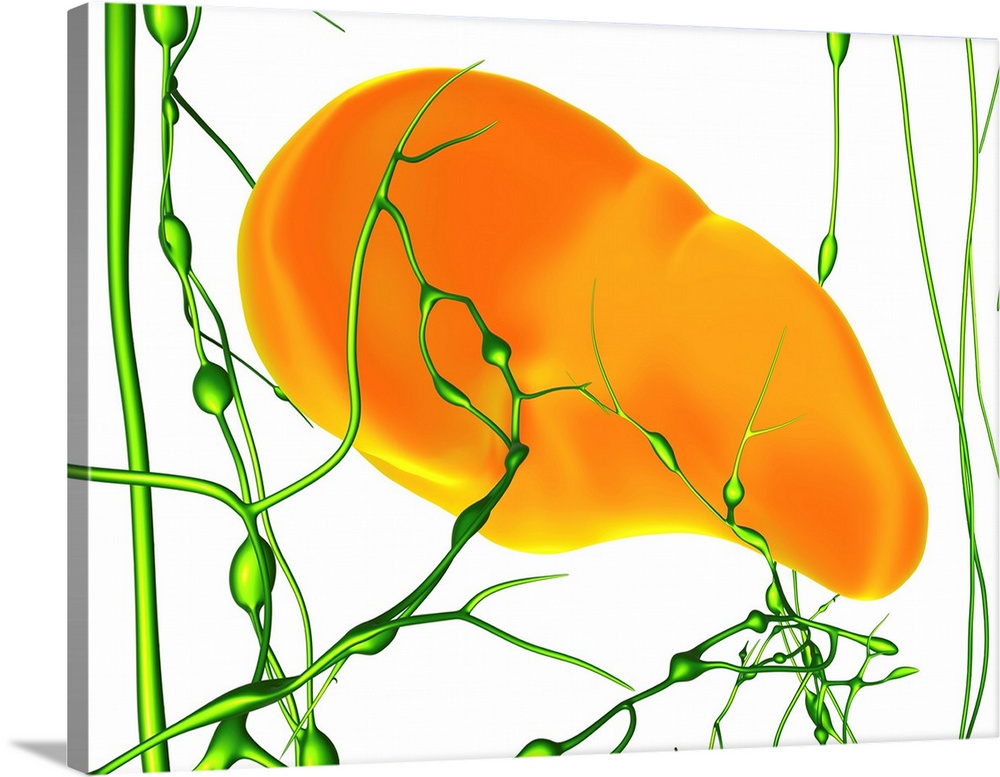 Spleen and lymphatic network, computer artwork. Shown are the spleen (orange) and the surrounding network of lymph nodes a...
