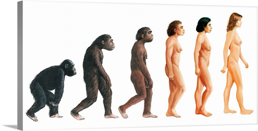 Human evolution. Artwork of female apes and humans showing some of the stages in human evolution. At left, Proconsul sp. (...