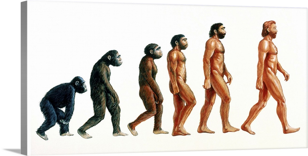 Human evolution. Illustration showing stages in the evolution of humans. At left, proconsul (23-15 million years ago) is d...