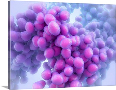 Staphylococcus Bacteria, Illustration