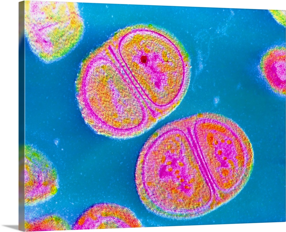 False-colour transmission electron micrograph (TEM) of Staphylococcus epidermidis, a species of spherical, gram positive, ...