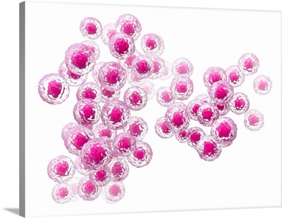 Stem Cells, Illustration