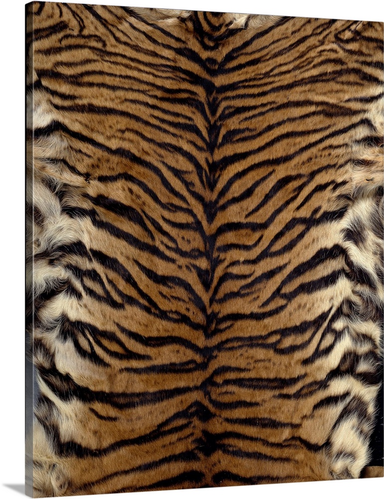 Sumatran tiger (Panthera tigris sumatrae) skin. Collection number 1935.4.6.3 - Animal