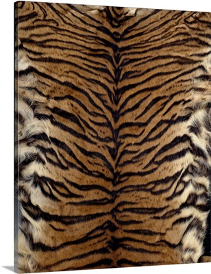 Sumatran tiger skin