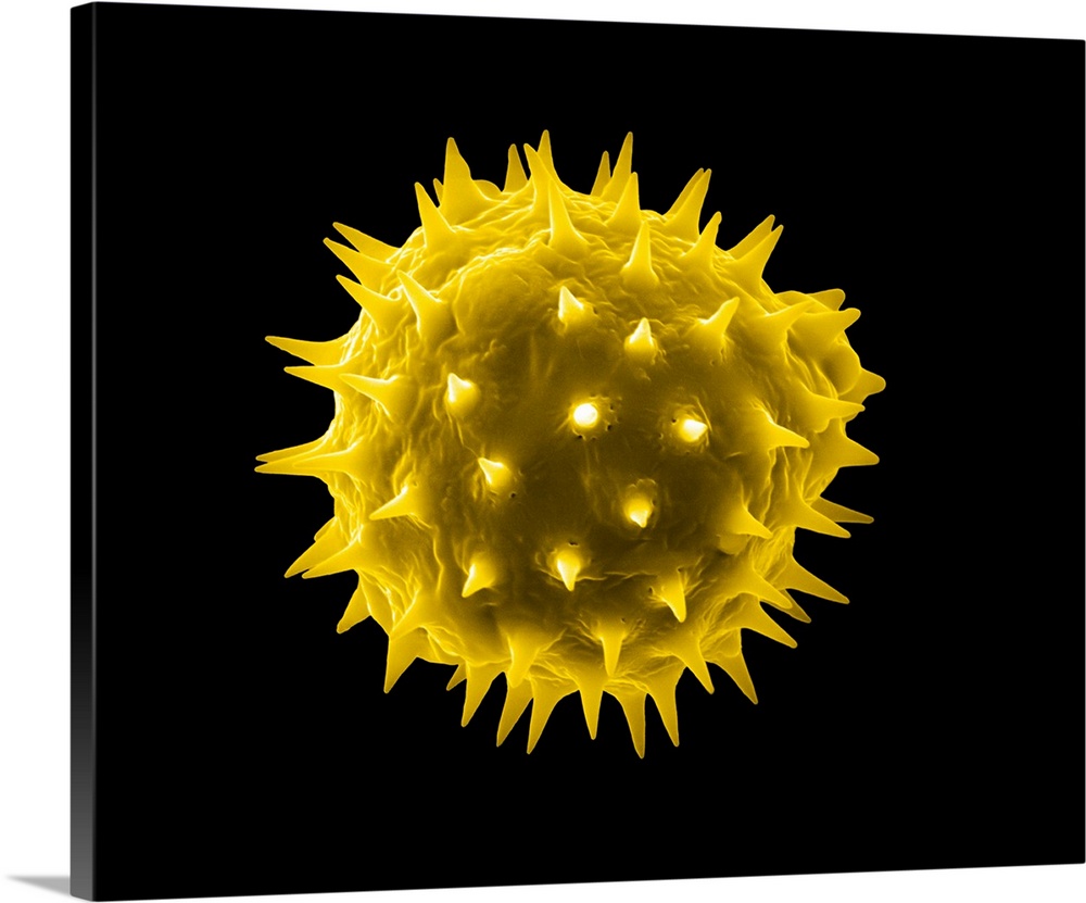 Sunflower pollen. Coloured scanning electron micrograph (SEM) of a pollen grain from a sunflower (Helianthus sp.) flower. ...