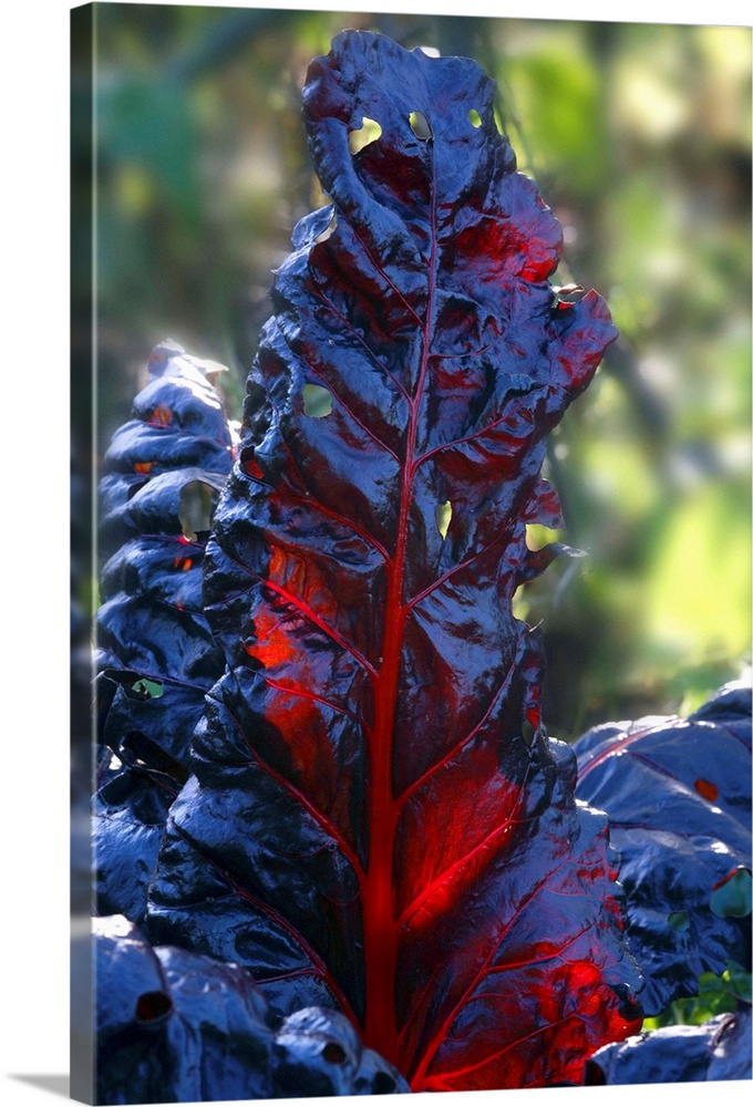 Swiss chard (Beta vulgaris cicla 'Bull's Blood') in a garden. This vegetable is often grown in cottage gardens for its att...