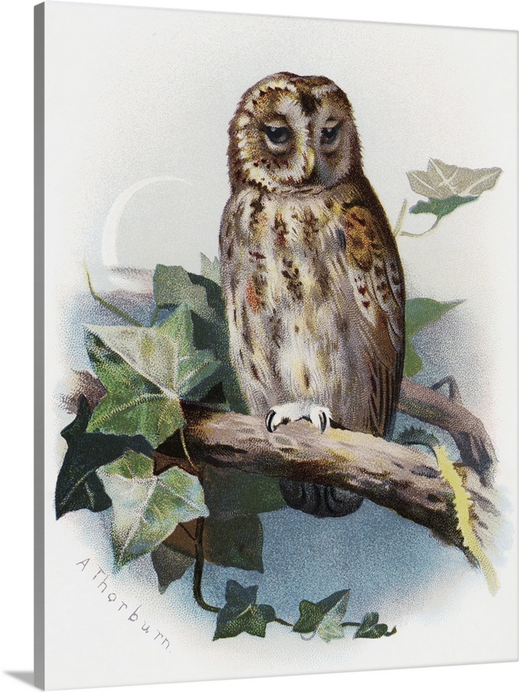Tawny owl. Historical artwork of a tawny owl (Strix aluco). This is a nocturnal predator that inhabits forests and sparse ...