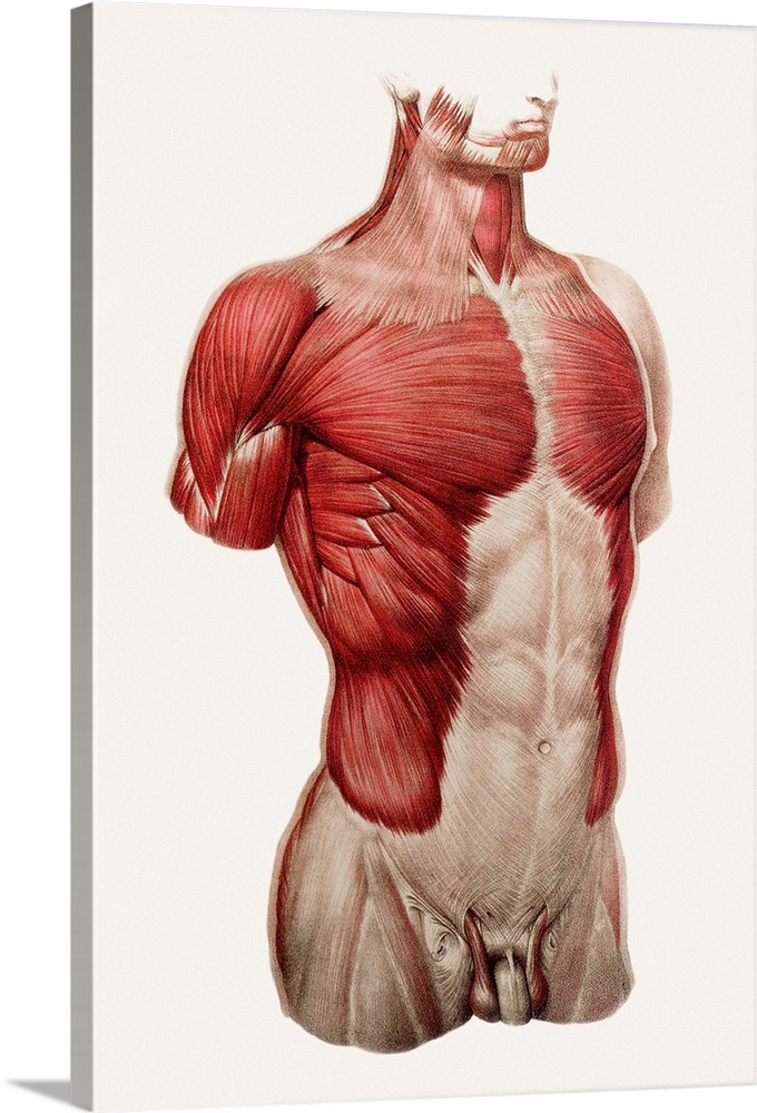 Superficial thoracic and abdominal muscles, historical anatomical artwork. This ventral (front) view of a male torso shows...
