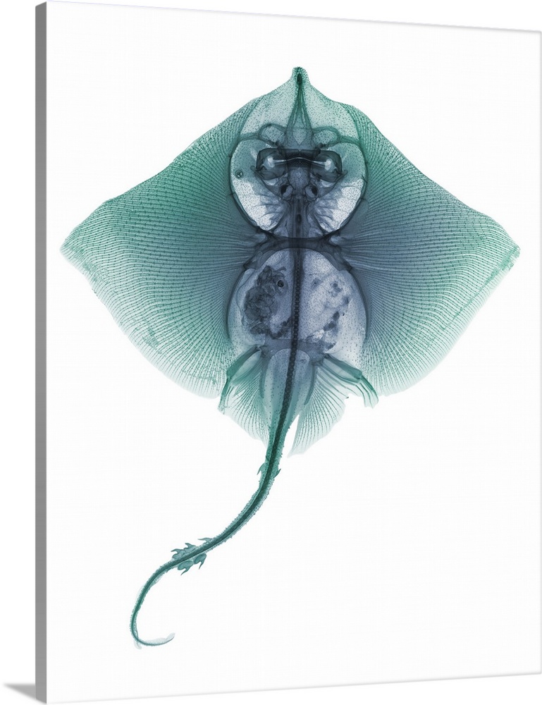 Thornback ray (Raja clavata), coloured X-ray.