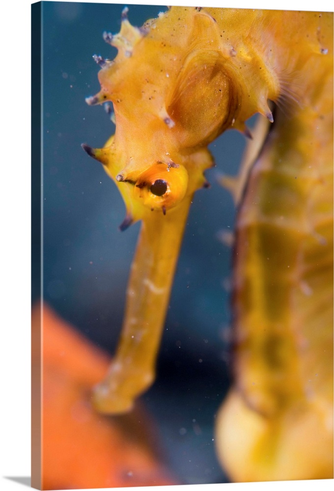Thorny seahorse. Close-up of a thorny seahorse (Hippocampus histrix). This seahorse inhabits seagrass beds and coral reefs...