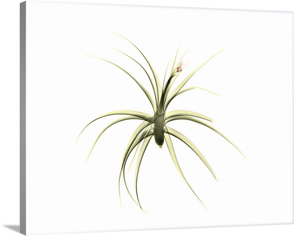 Tillandsia plant, coloured X-ray.