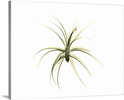 Tillandsia Plant, X-Ray