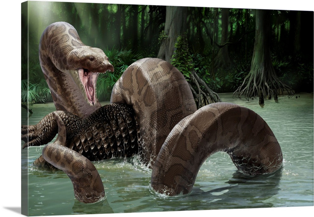 Titanoboa (Titanoboa sarajonensis), artwork. Titanoboa is an extinct species of snake that lived approximately 55-60 milli...