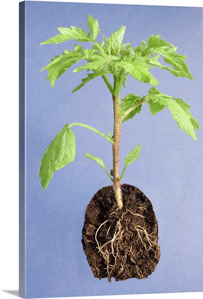 Tomato plant (Solanum lycopersicum). Aerial parts and root system of a young tomato plant.
