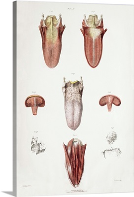 Tongue anatomy