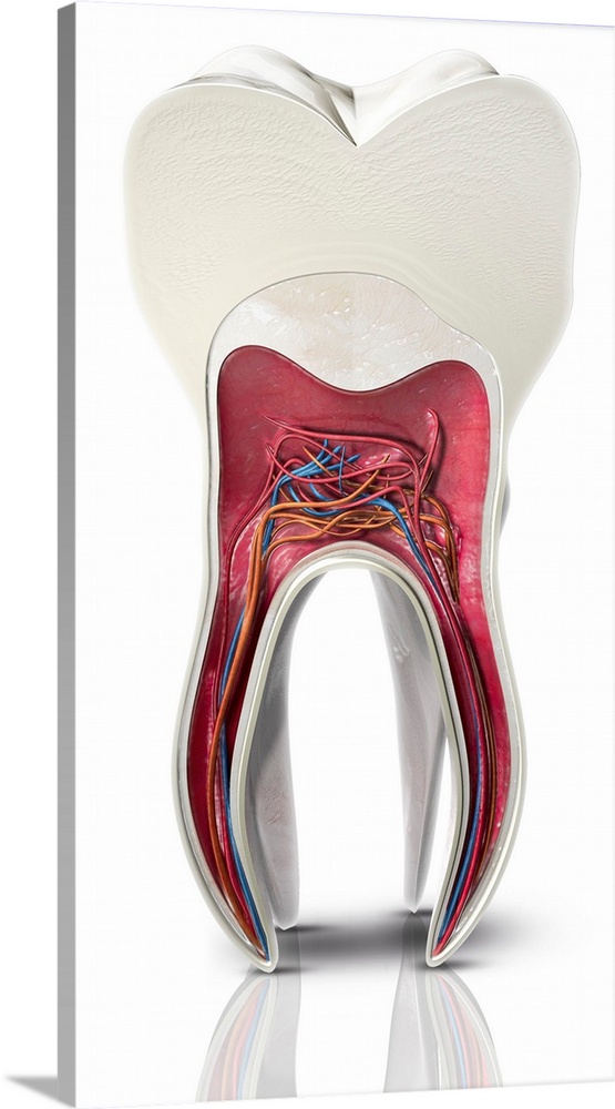 Tooth cross-section, artwork. The upper (biting) surfaces of the tooth are at top, with the lower sections (bottom) embedd...