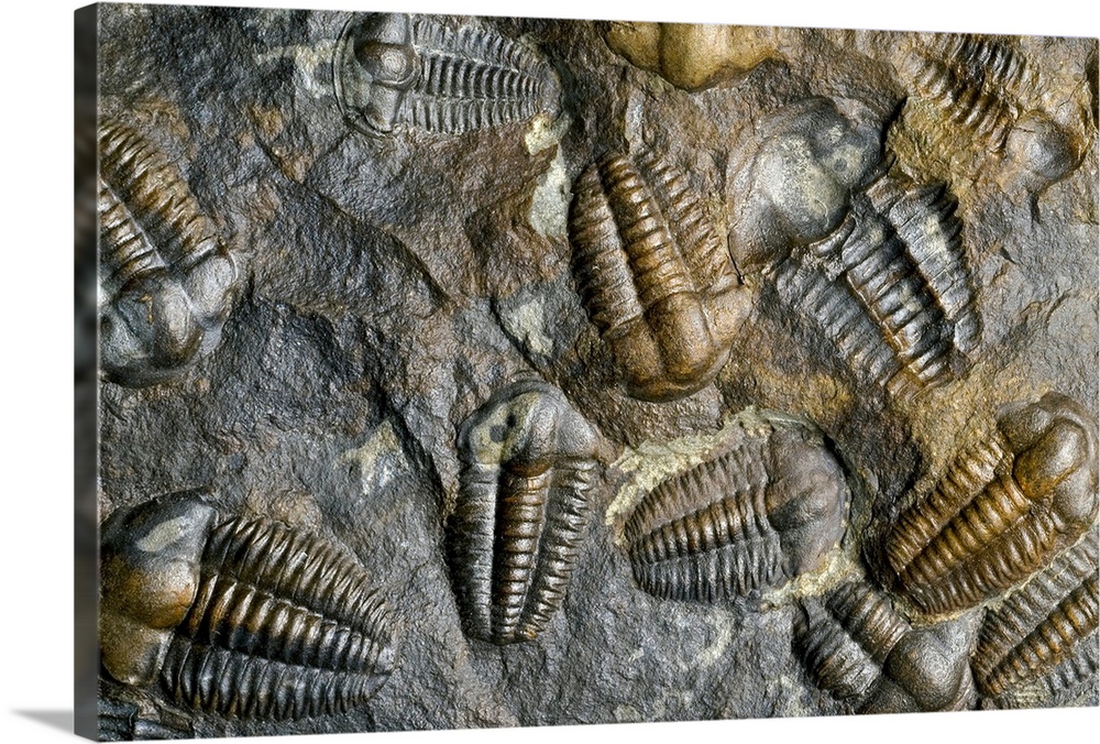 Trilobite fossils. Rock containing a number of trilobite fossils (Ellipsocephalus hoffi) from the middle Cambrian period (...
