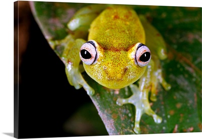 Tropical frog
