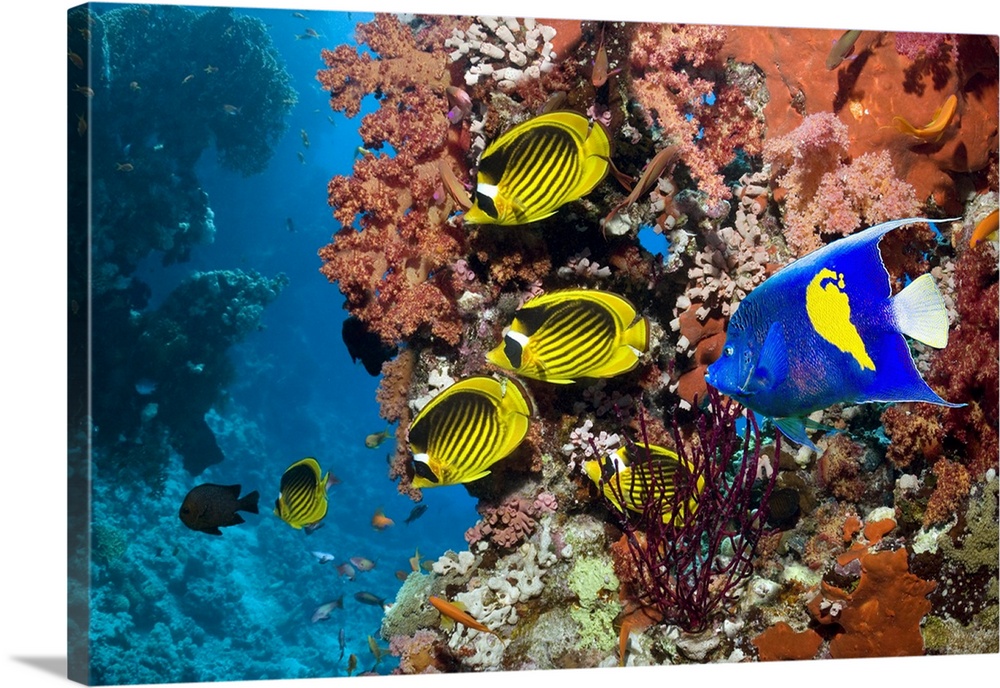 Tropical reef fish. Yellowbar angelfish (Pomacanthus maculosus, blue), Red Sea raccoon butterflyfish (Chaetodon fasciatus,...