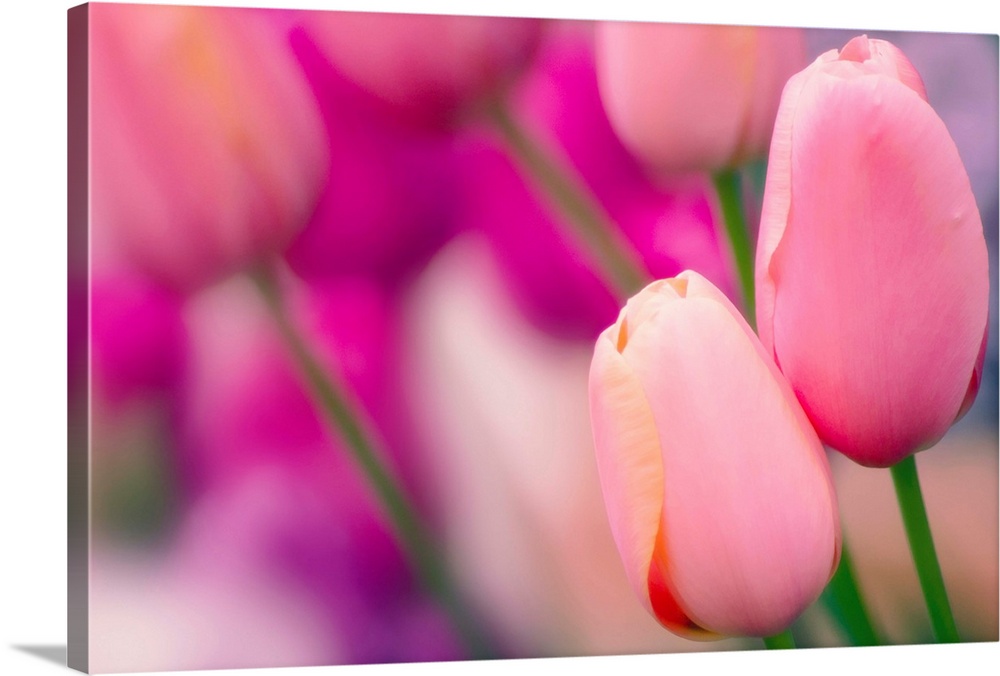 Tulip flowers (Tulipa 'Tenderness').