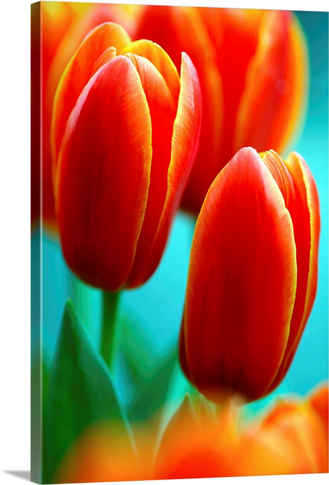 Darwin hybrid tulip flowers (Tulipa 'Apeldoorn Elite').