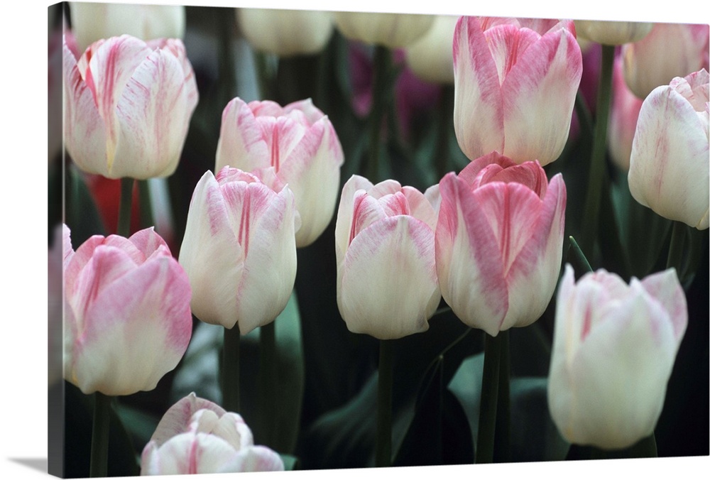 Tulip flowers (Tulipa 'Meissner Porzellan').