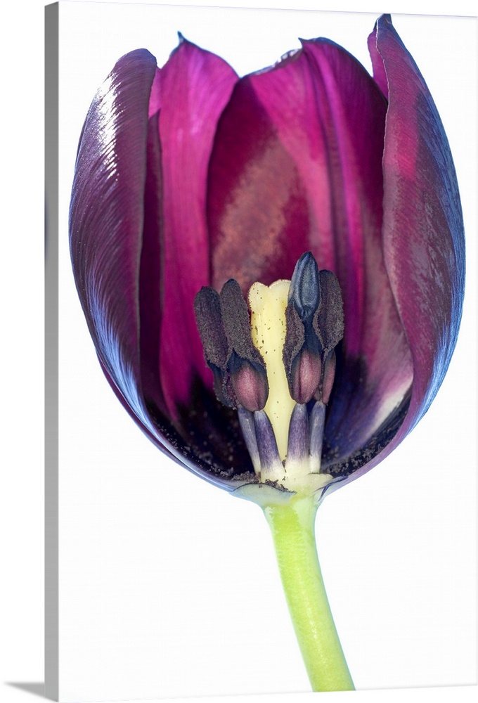 Tulip's reproductive structures. This tulip (Tulipa sp.) has been halved to show its reproductive structures. The female p...