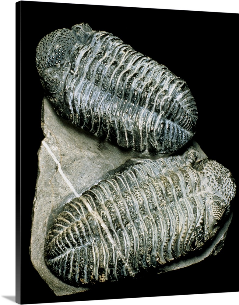 Trilobites. Two well-preserved fossil trilobites from the Devonian era (408-360 million years ago). The dorsal exoskeleton...