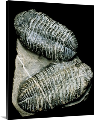 Two fossil trilobites from Devonian period