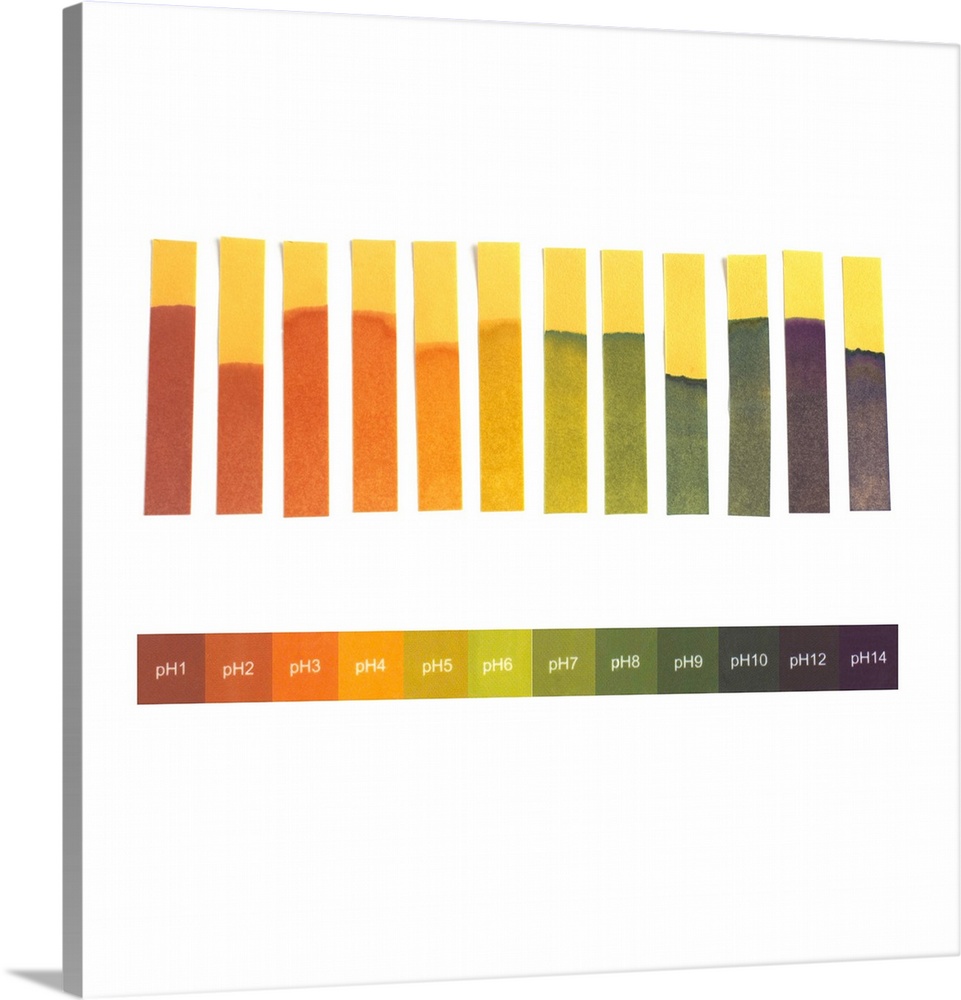 Universal indicator paper. Strips of universal indicator paper that have been dipped into solutions of various pH values (...
